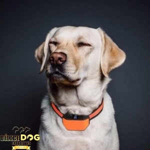 collier anti-aboiement pour chien
