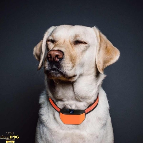 collier anti-aboiement pour chien
